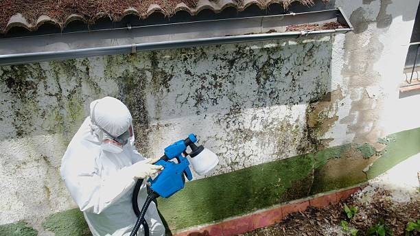 Top rated local Basement Mold Removal specialists in Franklin Park, PA